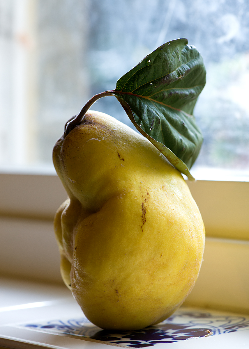 quince on windowsill