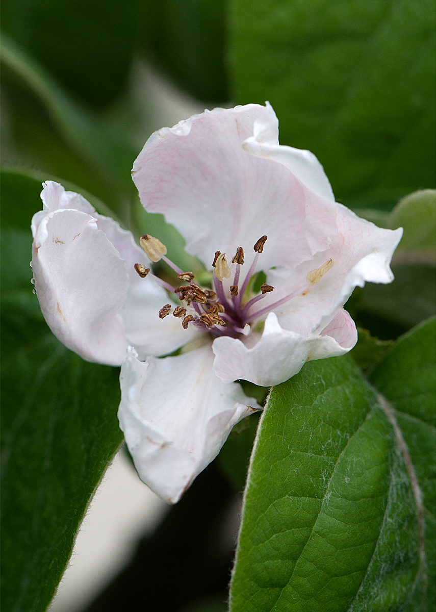 quince flower