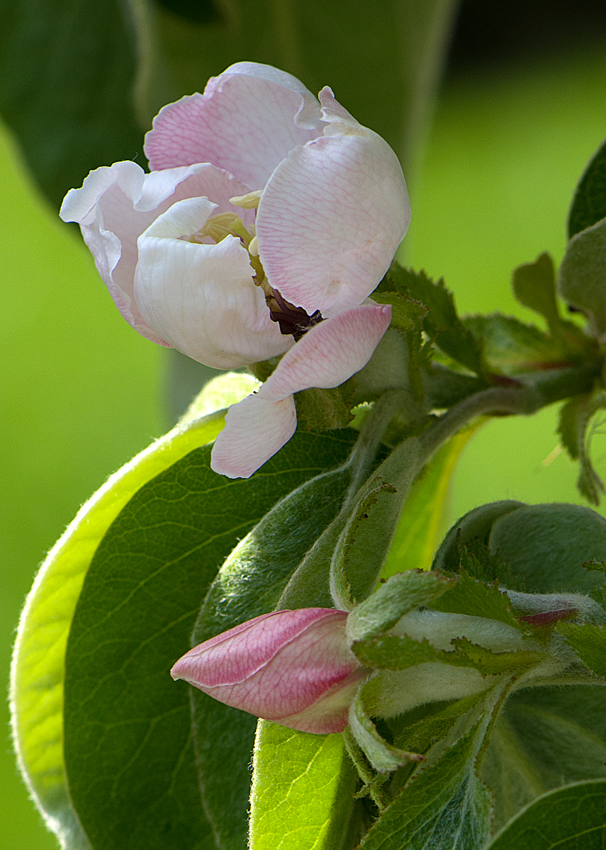 quince flowers