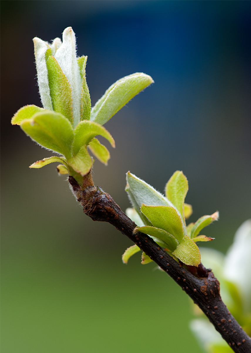 new quince leaves