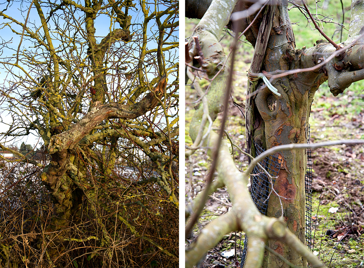 quince tree bark