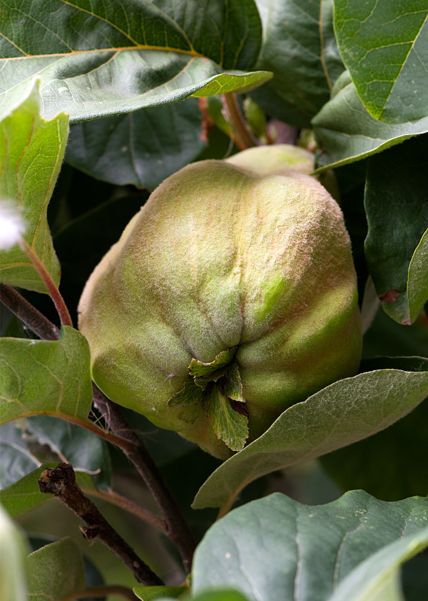 immature quince