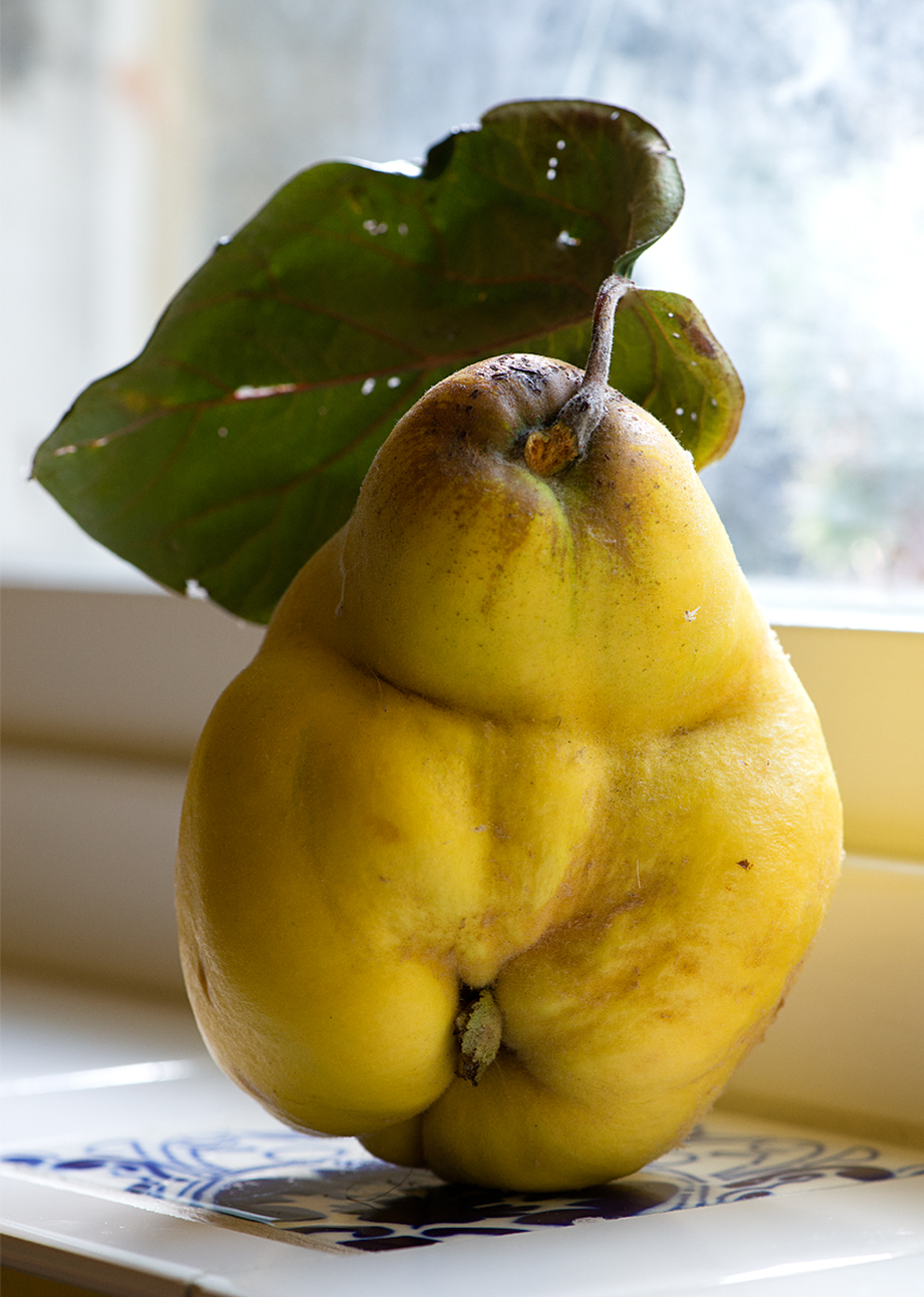 quince on windowsill