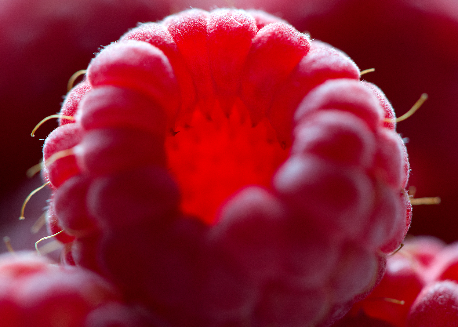 enter the mind of a raspberry