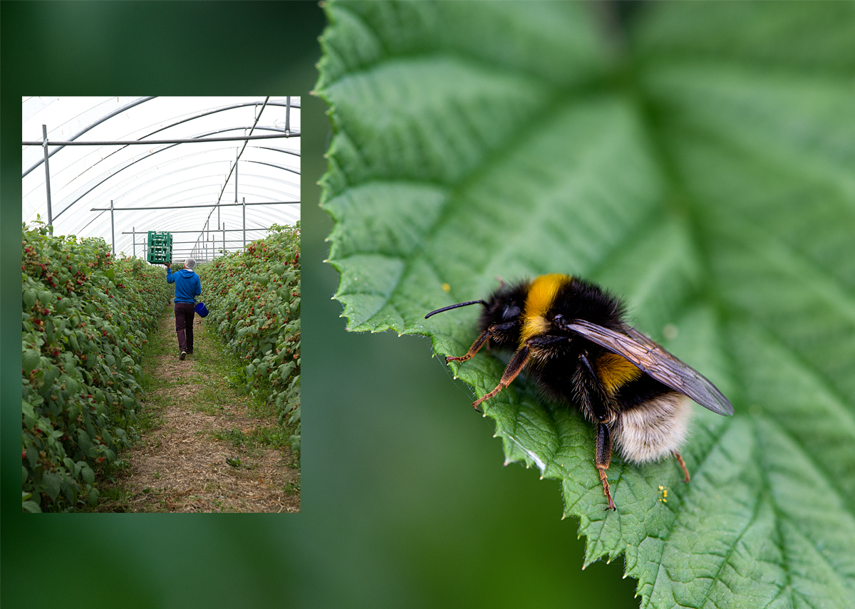 bumblebee and picker