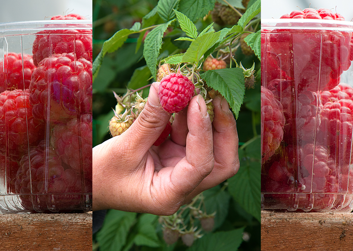 picking raspberries