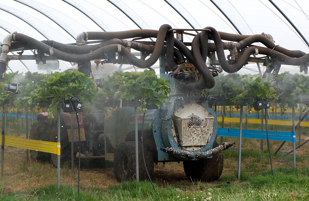 spraying a fungicide