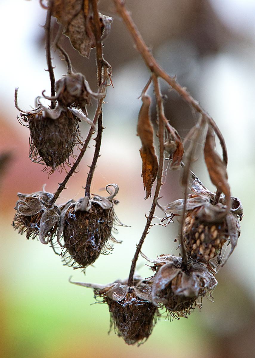 mummified raspberries