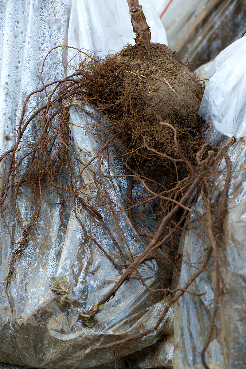 raspberry roots