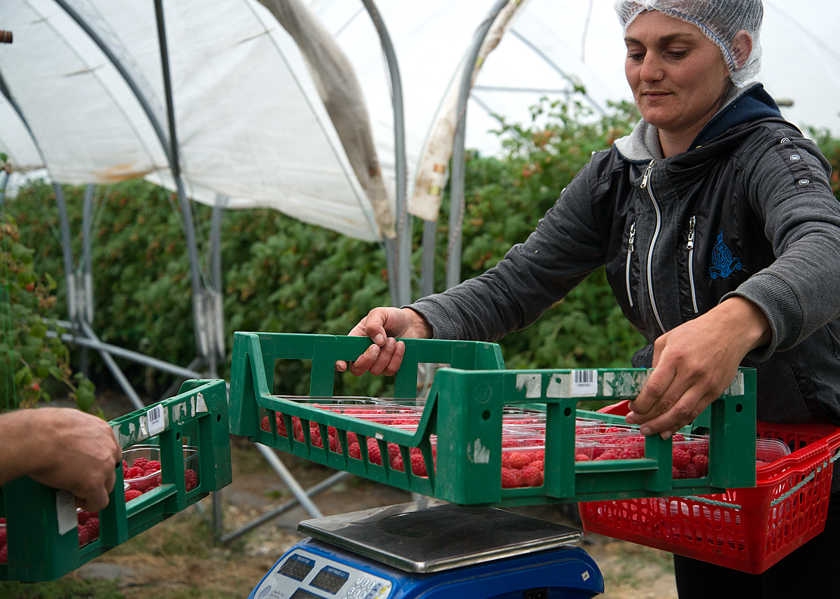 raspberry pickers