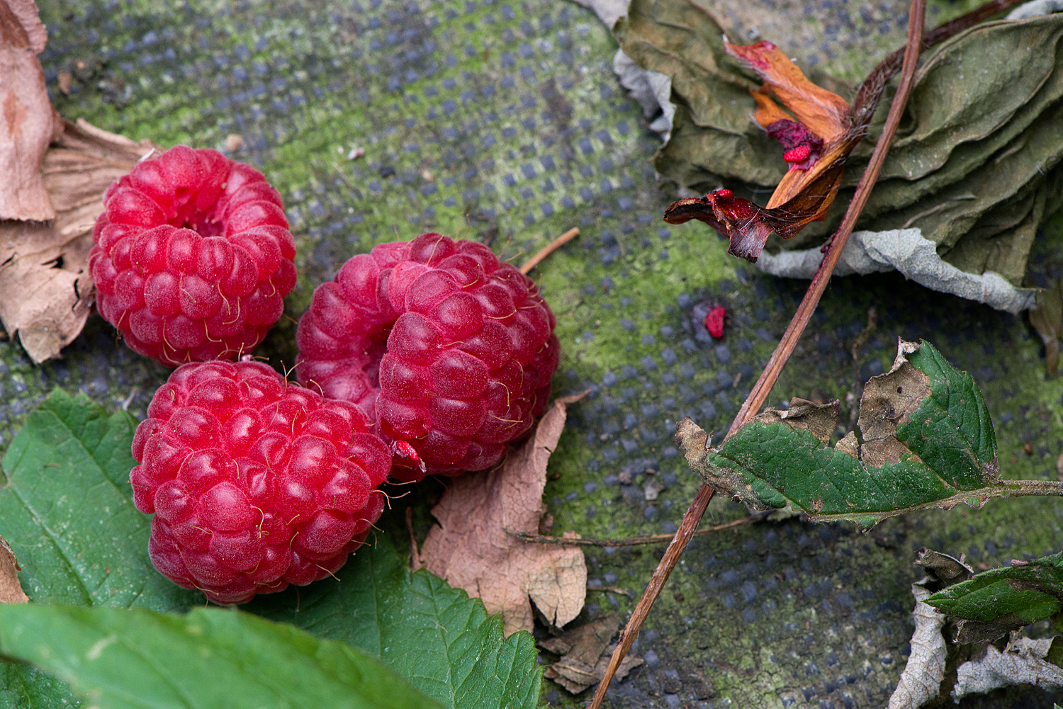 forgotten raspberries