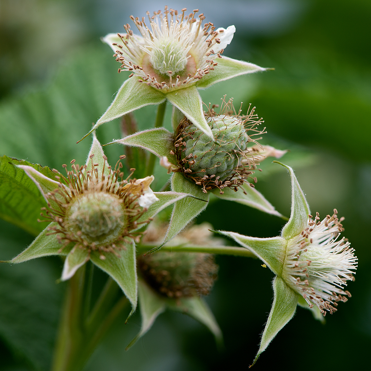 raspberry flowers