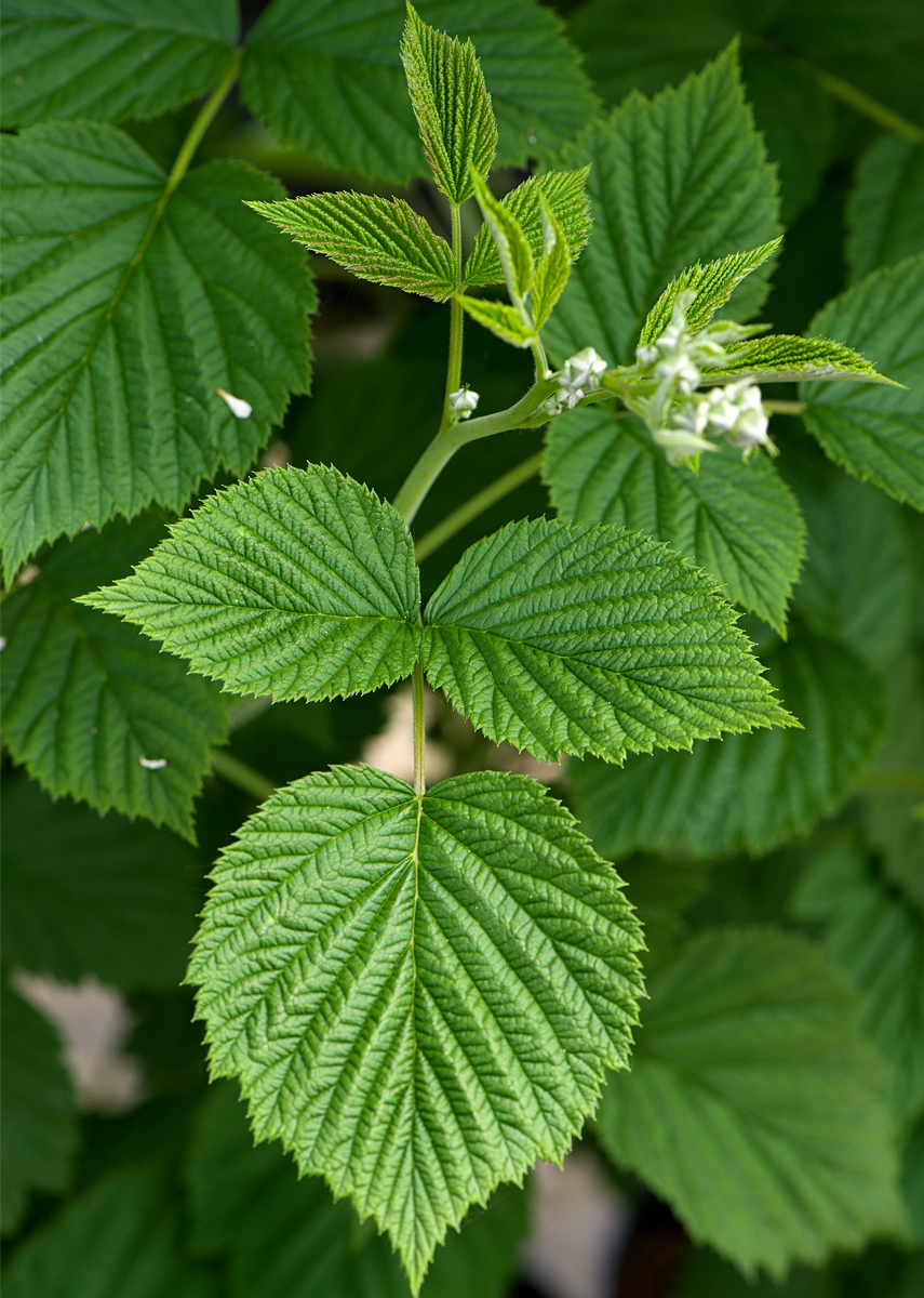 leaves and buds