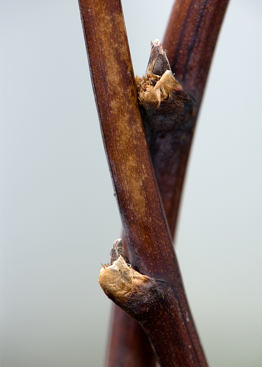 dormant raspberry canes