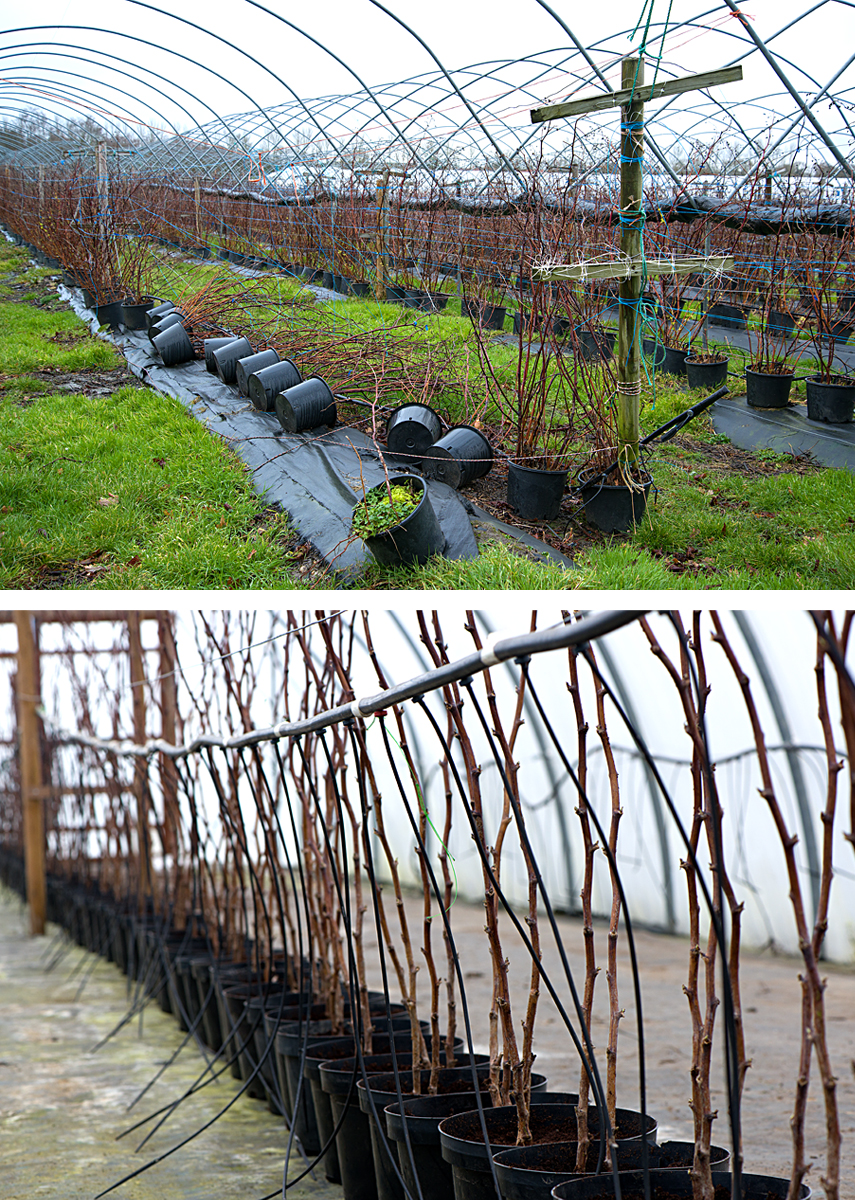 raspberry nurseries