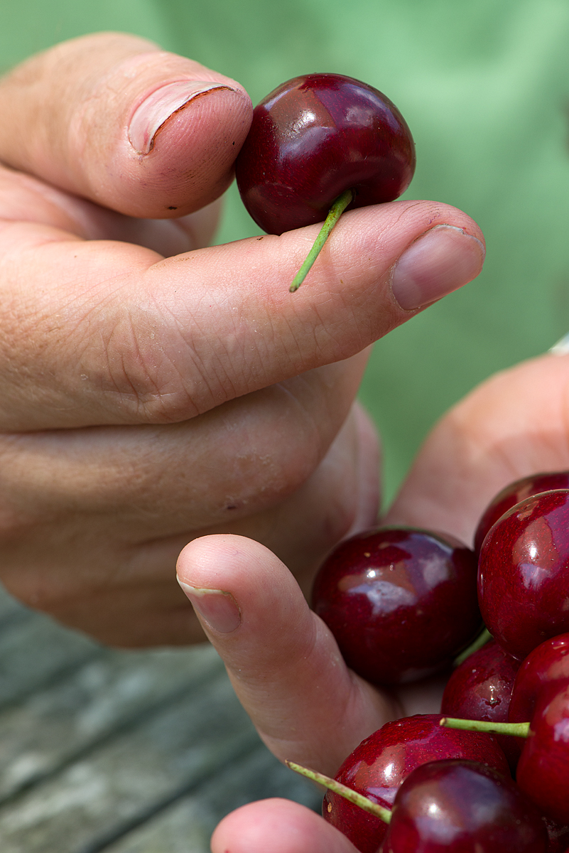 cherries