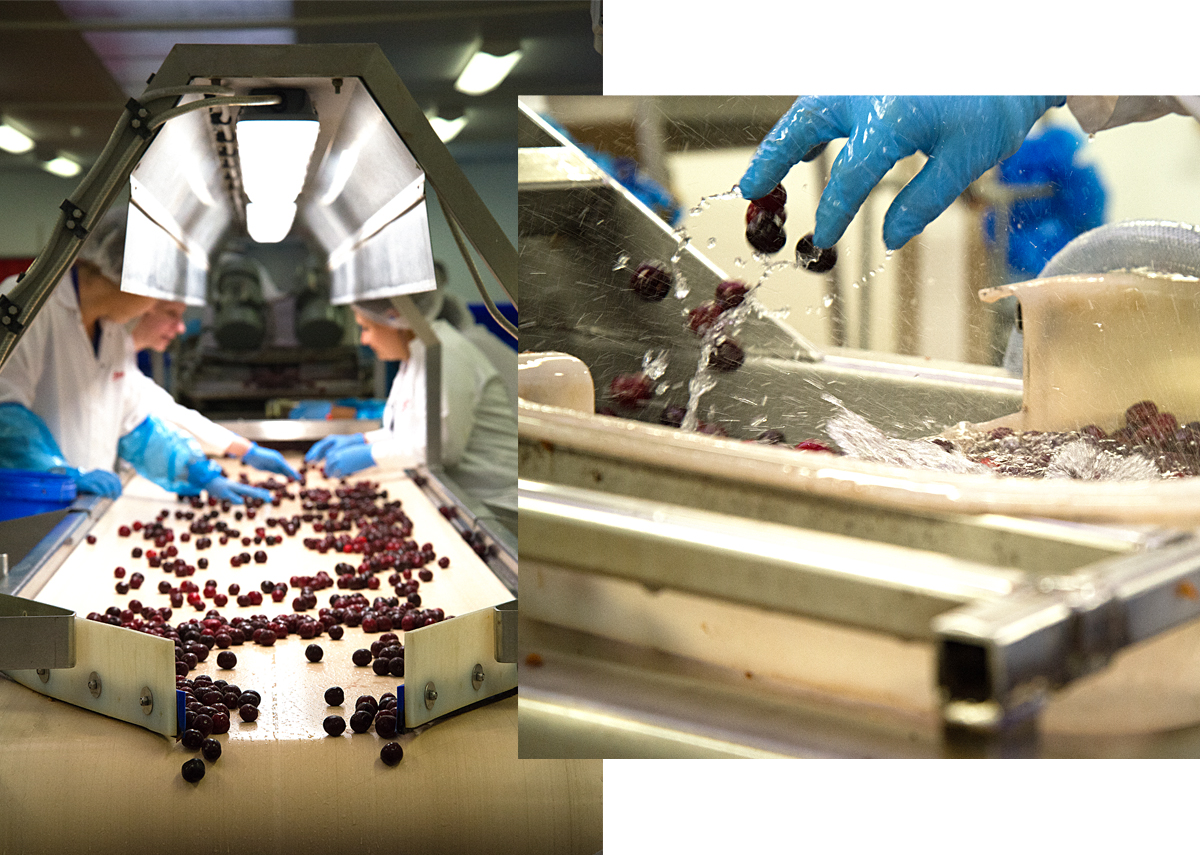 Tiptree: preparing cherries