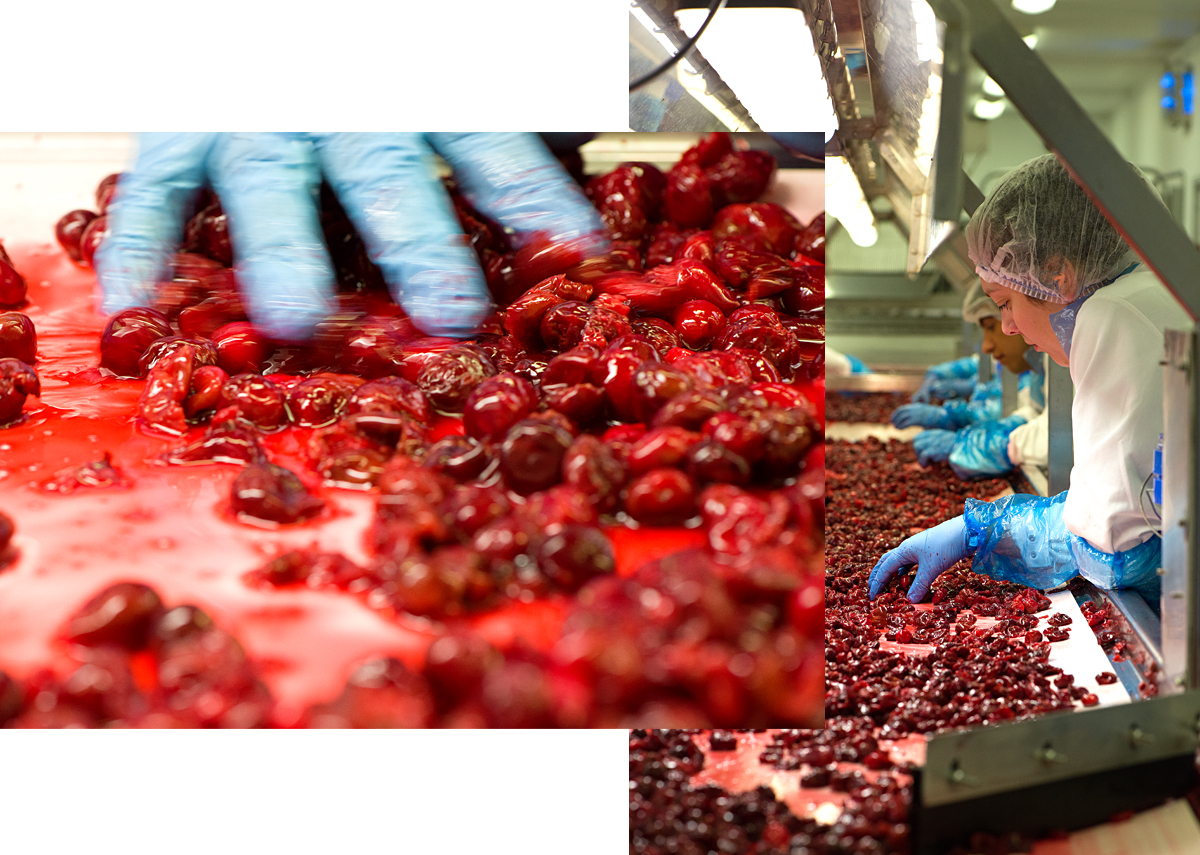 Tiptree: preparing cherries