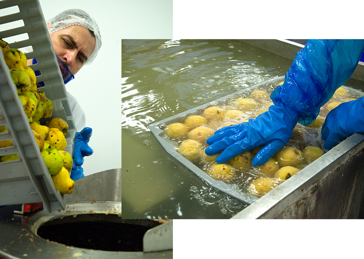 Tiptree: preparing quinces