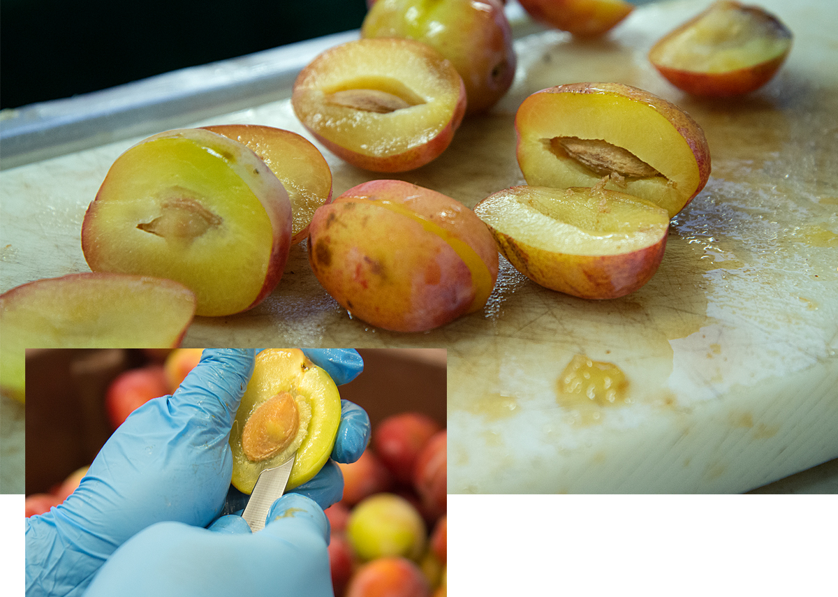 Tiptree: preparing plums
