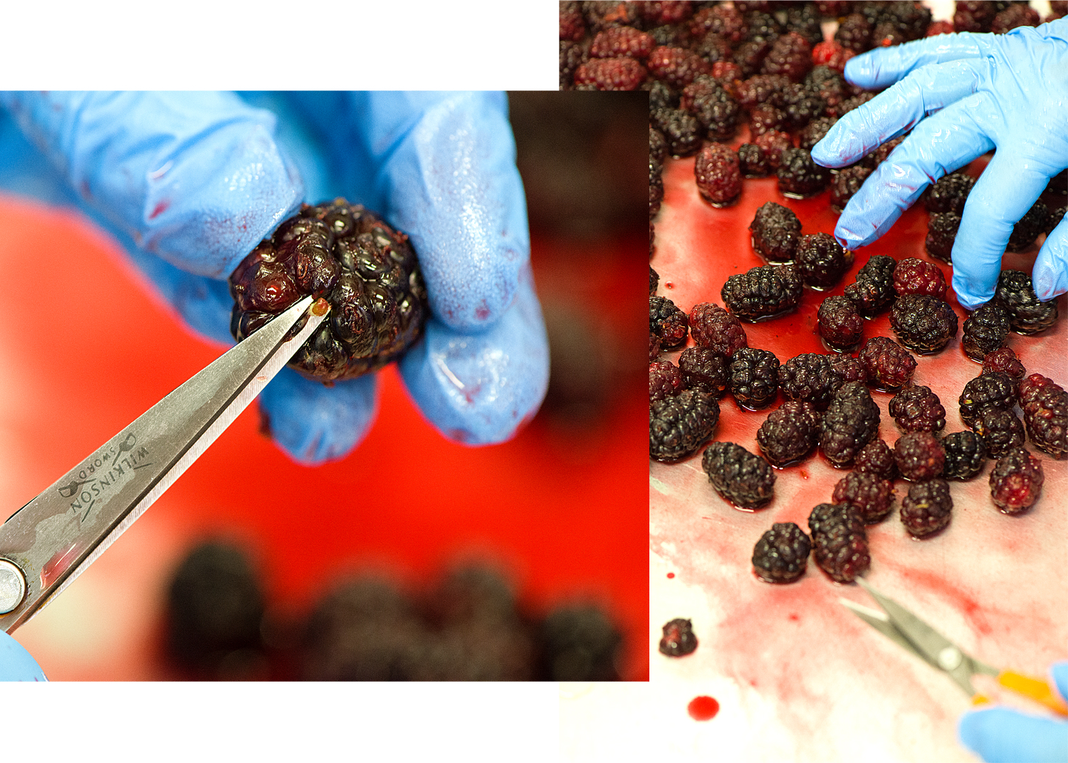 preparing mulberries